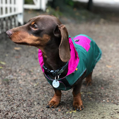 Manteau - Imperméable pour chien